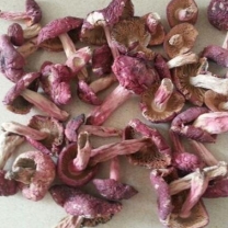 红菇    Red Mushroom