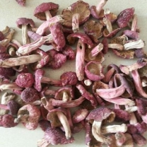 红菇    Red Mushroom